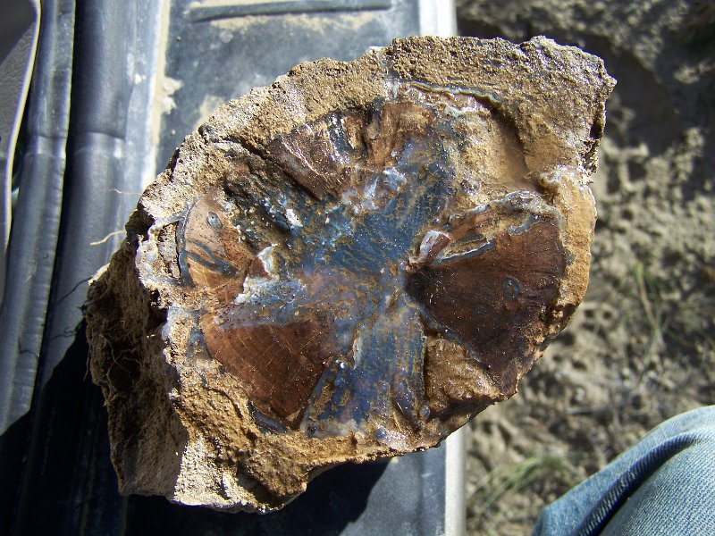 No 54 Blue Forrest Wood. This must be why they call it Blue Forrest Wood. This is a section of the ten foot piece I dug up, Larry. .JPG